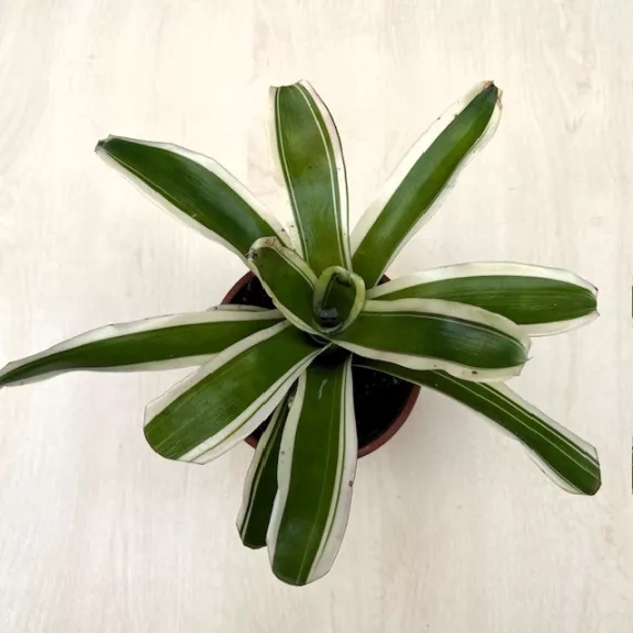 Neoregelia carolinae 'Variegata' Neoregelia carolinae 'Variegata'
