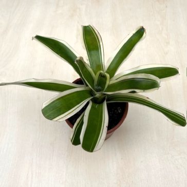 Neoregelia carolinae 'Variegata'