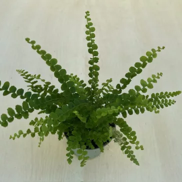   Lépcsős szobapáfrány 'Duffii' - Nephrolepis cordifolia MINI