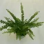 Lépcsős szobapáfrány 'Duffii' - Nephrolepis cordifolia MINI