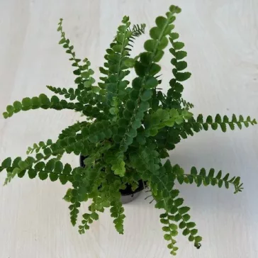   Lépcsős szobapáfrány 'Duffii' - Nephrolepis cordifolia MINI