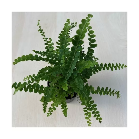 Lépcsős szobapáfrány 'Duffii' - Nephrolepis cordifolia MINI