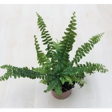 Lépcsős szobapáfrány - Nephrolepis cordifolia