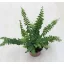 Lépcsős szobapáfrány - Nephrolepis cordifolia