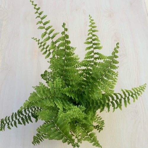 Szobapáfrány - Nephrolepis exaltata 'Montana'