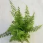 Szobapáfrány - Nephrolepis exaltata