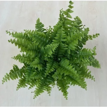   Szobapáfrány fajta - Nephrolepis exaltata 'Green Moment'