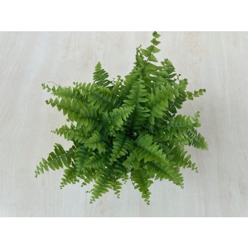 Szobapáfrány fajta - Nephrolepis exaltata 'Green Moment'