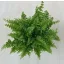Szobapáfrány fajta - Nephrolepis exaltata 'Green Moment'