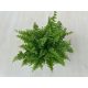 Szobapáfrány fajta - Nephrolepis exaltata 'Green Moment'