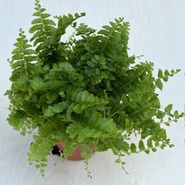   Törpe szobapáfrány - Nephrolepis exaltata 'Green fantasy'