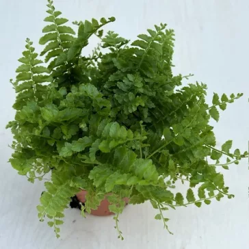   Törpe szobapáfrány (MINI) - Nephrolepis exaltata 'Green fantasy'