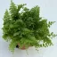 Törpe szobapáfrány (MINI) - Nephrolepis exaltata 'Green fantasy'