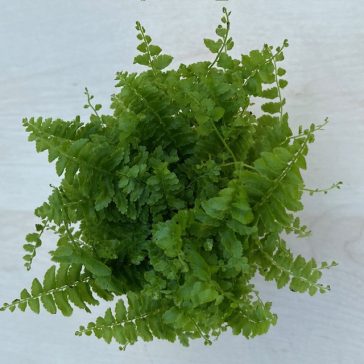   Törpe szobapáfrány - Nephrolepis exaltata 'Green fantasy'