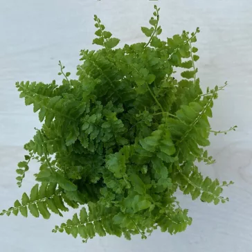   Törpe szobapáfrány (MINI) - Nephrolepis exaltata 'Green fantasy'