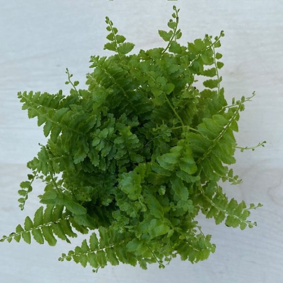 Törpe szobapáfrány - Nephrolepis exaltata 'Green fantasy'
