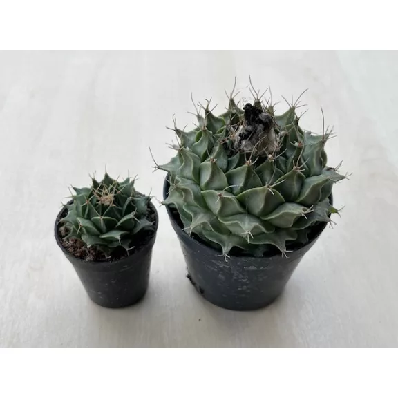 Obregonia denegrii
