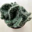 Opuntia cylindrica cristata