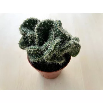 Opuntia cylindrica cristata
