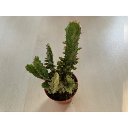 Opuntia monacantha