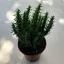 Opuntia subulata