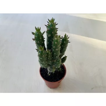 Opuntia subulata
