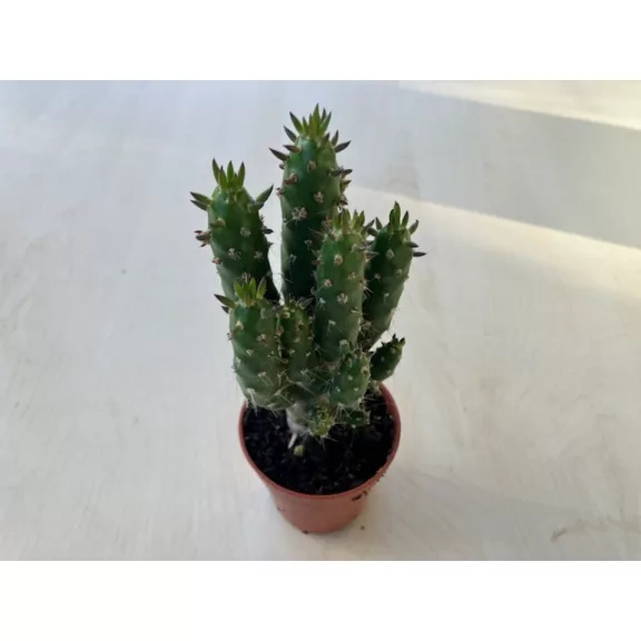 Opuntia subulata
