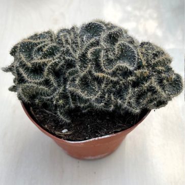 Opuntia tuna cristata