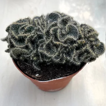 Opuntia tuna cristata