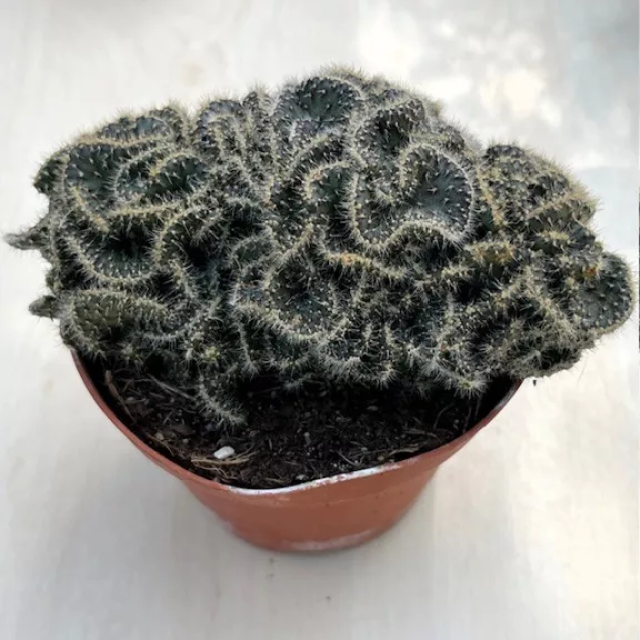 Opuntia tuna cristata Opuntia tuna cristata