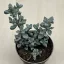 Oscularia deltoides
