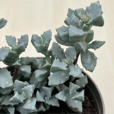 Oscularia deltoides