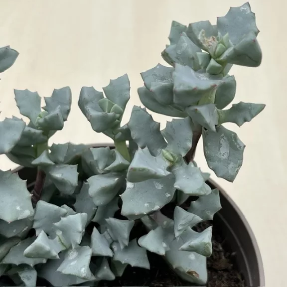 Oscularia deltoides