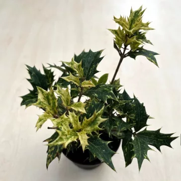   Osmanthus heterophyllus 'Goshiki' - Tarka levelű illatvirág