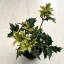 Osmanthus heterophyllus 'Goshiki' - Tarka levelű illatvirág