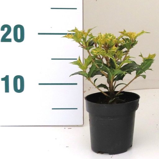 Osmanthus heterophyllus 'Goshiki' - Tarka levelű illatvirág