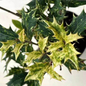   Osmanthus heterophyllus 'Goshiki' - Tarka levelű illatvirág