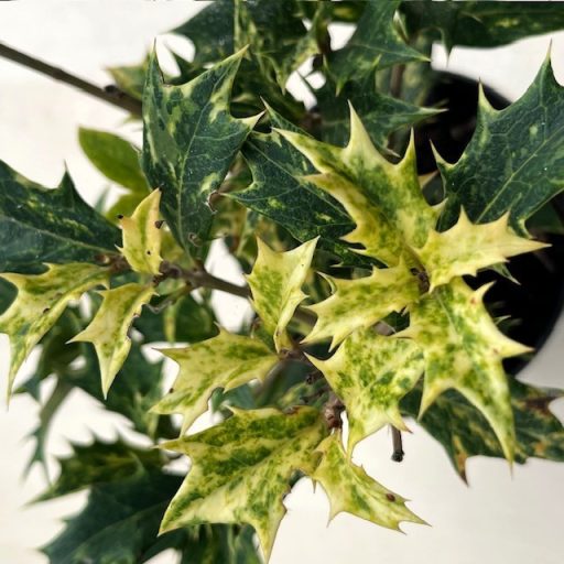 Osmanthus heterophyllus 'Goshiki' - Tarka levelű illatvirág