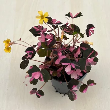   Oxalis vulcanicola ‘Plum Crazy’ – színes levelű madársóska MINI