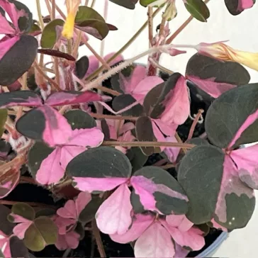   Oxalis vulcanicola ‘Plum Crazy’ – színes levelű madársóska MINI