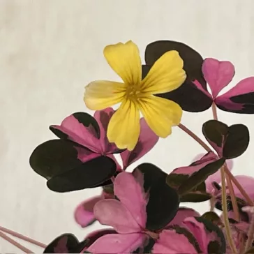   Oxalis vulcanicola ‘Plum Crazy’ – színes levelű madársóska MINI