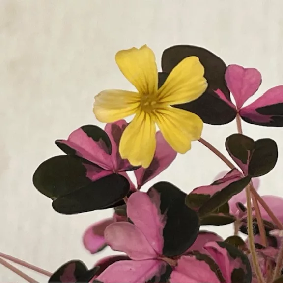 Oxalis vulcanicola ‘Plum Crazy’ – színes levelű madársóska MINI