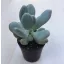 Pachyphytum glutinicaule-8