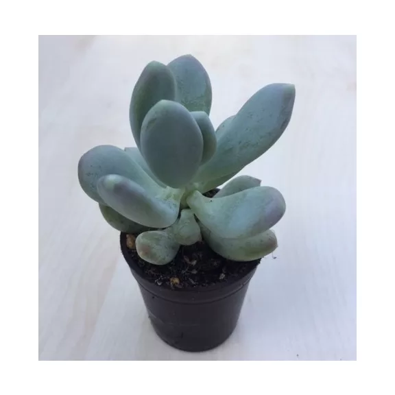 Pachyphytum glutinicaule Pachyphytum glutinicaule