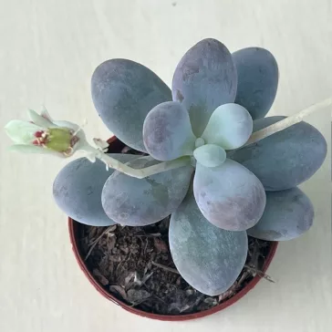 Pachyphytum oviferum