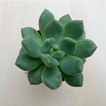 Pachyphytum