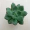 Pachyphytum