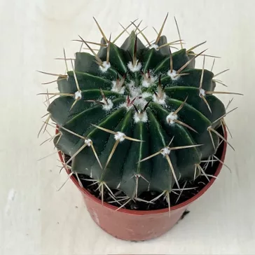 Parodia cf. mammulosa