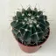 Parodia cf. mammulosa