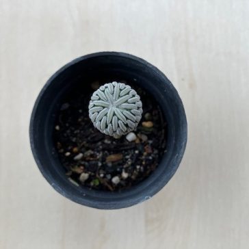 Pelecyphora Aselliformis kisebb